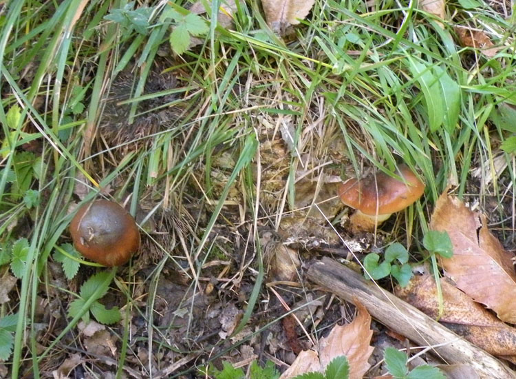 Cortinarius trivialis?